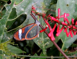 Clearwing-butterfly-species-Nicaragua