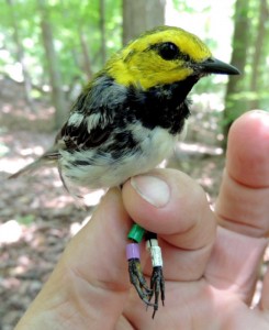 Male Black-throated Green Warbler with color bands