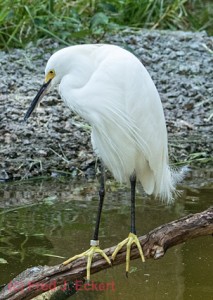 An egret -- vaguely distinguished from a heron. Its name is from the French word “aigrette’ which means “brush” or “silver heron” because of the way its feathers appear to cascade down its back during breeding season. 