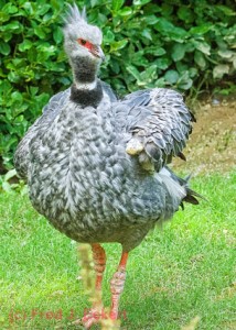 The southern screamer, also known as the crested screamer, is found in South America in areas of Peru, Bolivia, Brazil Paraguay, Uruguay and Argentina. 