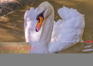 The mute swan, so named because it is less vocal than other swans, is found in much of Europe and Asia and is an introduced species in North America, Australasia and southern Africa. 