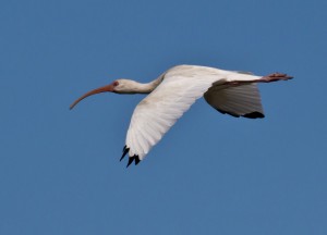 White Ibis at Pea Island NWR