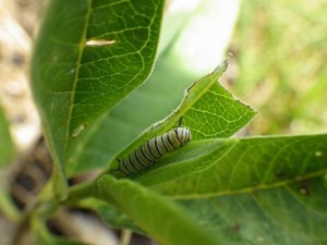 Monarch caterpillar-Bryan_England