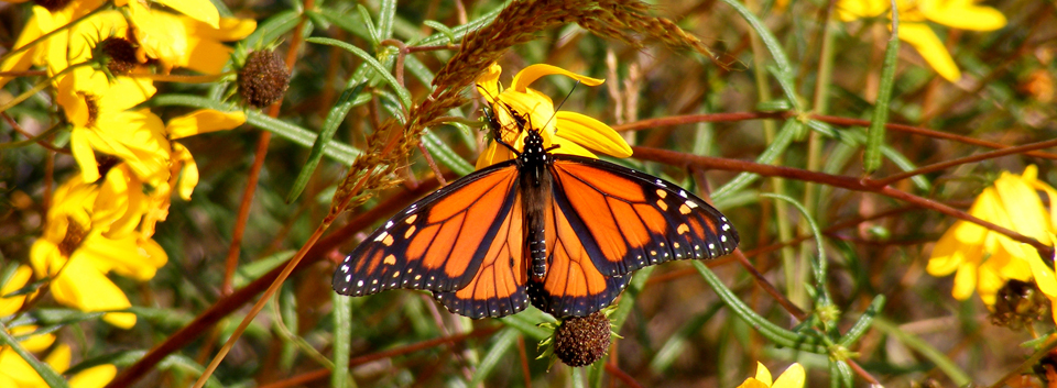 Male Monarch on Coreopsis at Prairie Ridge Ecostation, Raleigh. Photo by John Gerwin