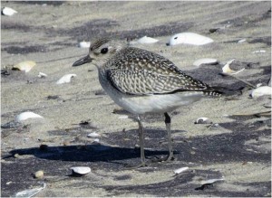 Black-bellied Plover on beach at Pea Island NWR