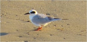 Forster's Tern on beach at Nags Head