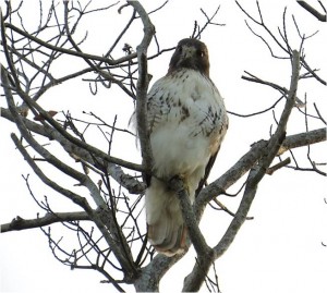 A Red-tailed Hawk at Alligator River sizes up the Museum bus: Nope; a little too large to handle as prey.