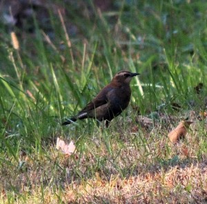 Rusty Blackbird on the Raleigh Greenway. This photo taken on last year's CBC by John Gerwin