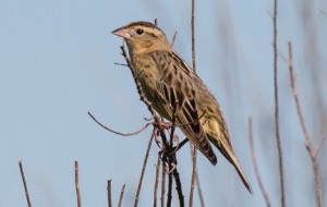 Female Bobolink at Mid Pines Road in May. Photo by Bob Oberfelder