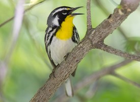Yellow-throated Warbler. Photo by Chris Wood Glamor