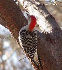 Red-bellied Woodpecker, male. Photo by Carla Burgess.
