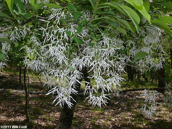 Chionanthus virginicus - photo by Will Cook