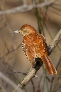 Brown Thrasher. Photo by Keith Kennedy.