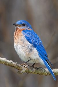 Eastern Bluebird. Photo by Keith Kennedy.