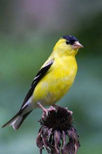 American Goldfinch. Photo by Keith Kennedy.
