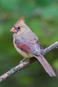 Northern Cardinal, female. Photo by Keith Kennedy.