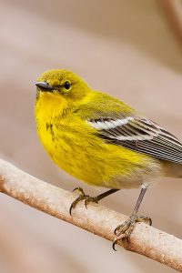Pine Warbler, male. Photo by Keith Kennedy.