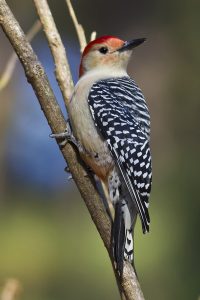 Red-bellied Woodpecker. Photo by Keith Kennedy.