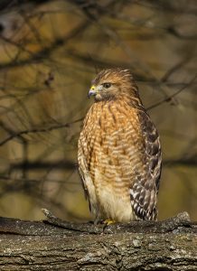 Red-shouldered Hawk. Photo by Keith Kennedy.
