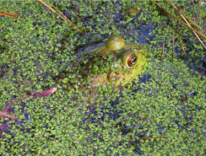 American Bullfrog at Nags Head Woods