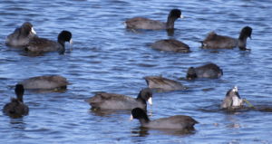 American Coots at Pea Island NWR