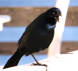 Boat-tailed Grackle at Nags Head