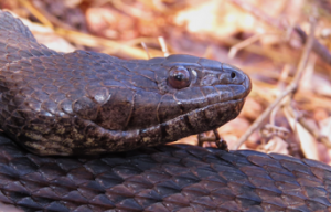 Sunday was warm enough for this Brown Water Snake to be out basking at ARNWR.