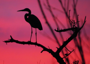 Great Blue Heron at Alligator River NWR at sunset