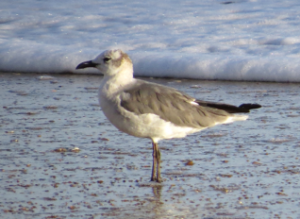 Laughing Gull on the beach at Nags Head.
