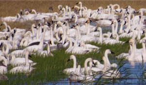 Tundra Swans, like these at ARNWR, are just one of many wildlife spectacles that our large coastal refuges have to offer.