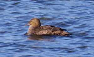 This female King Eider at Pea Island was by far the rarest and most unexpected find of the trip!