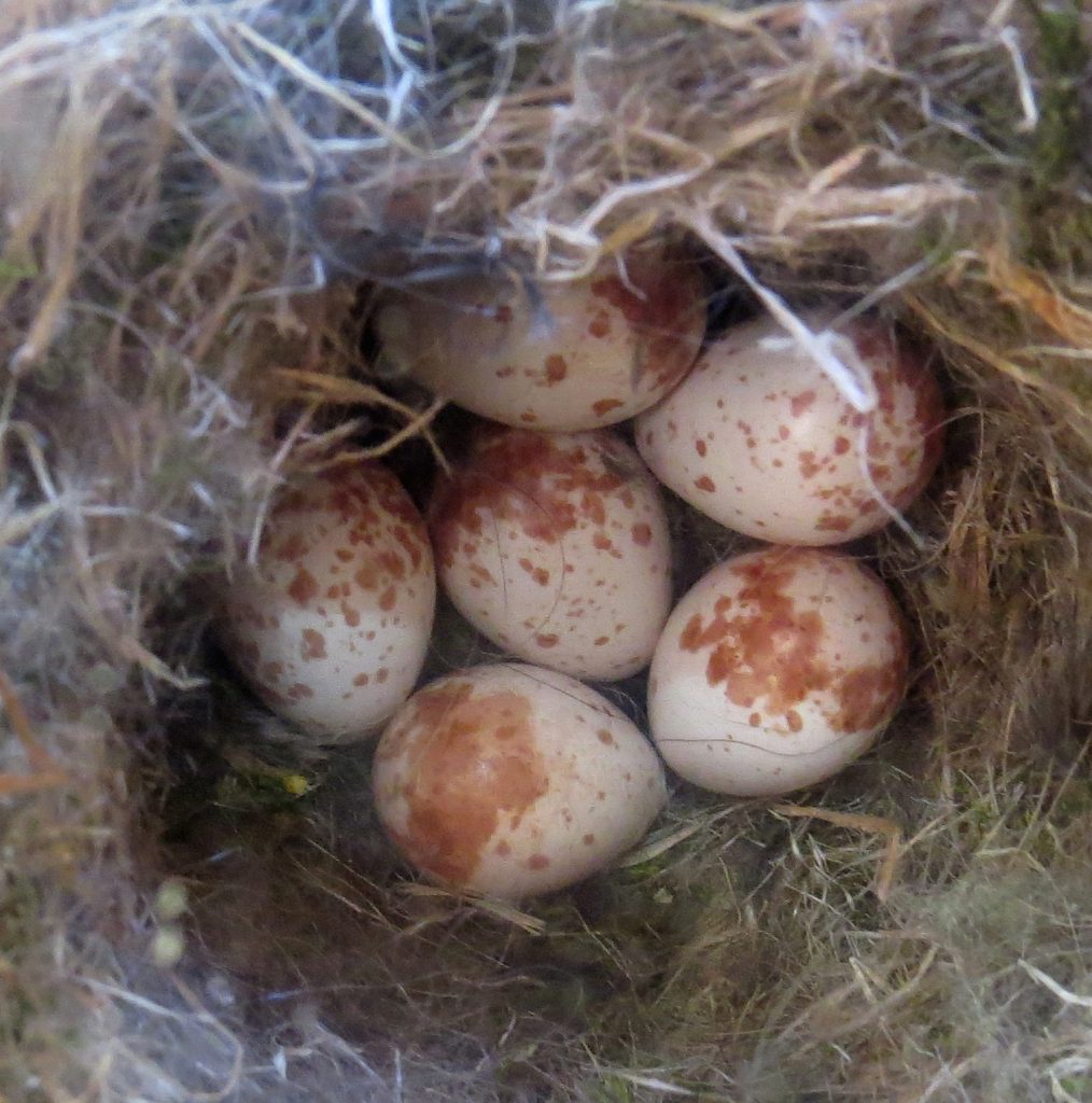 Brown-headed Nuthatch eggs in nest box at AB Combs School. Photo by John Gerwin.